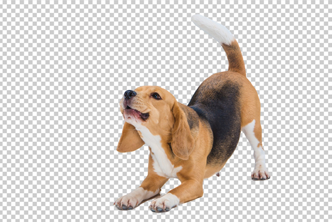 background remover